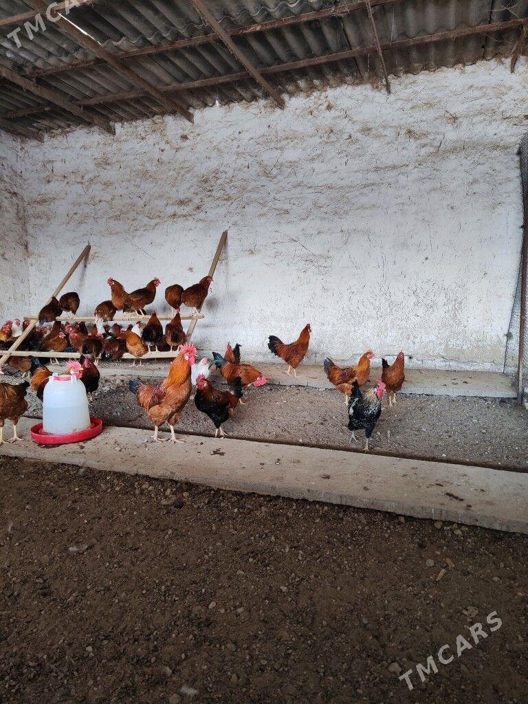 Horaz - Яшлык - img 2