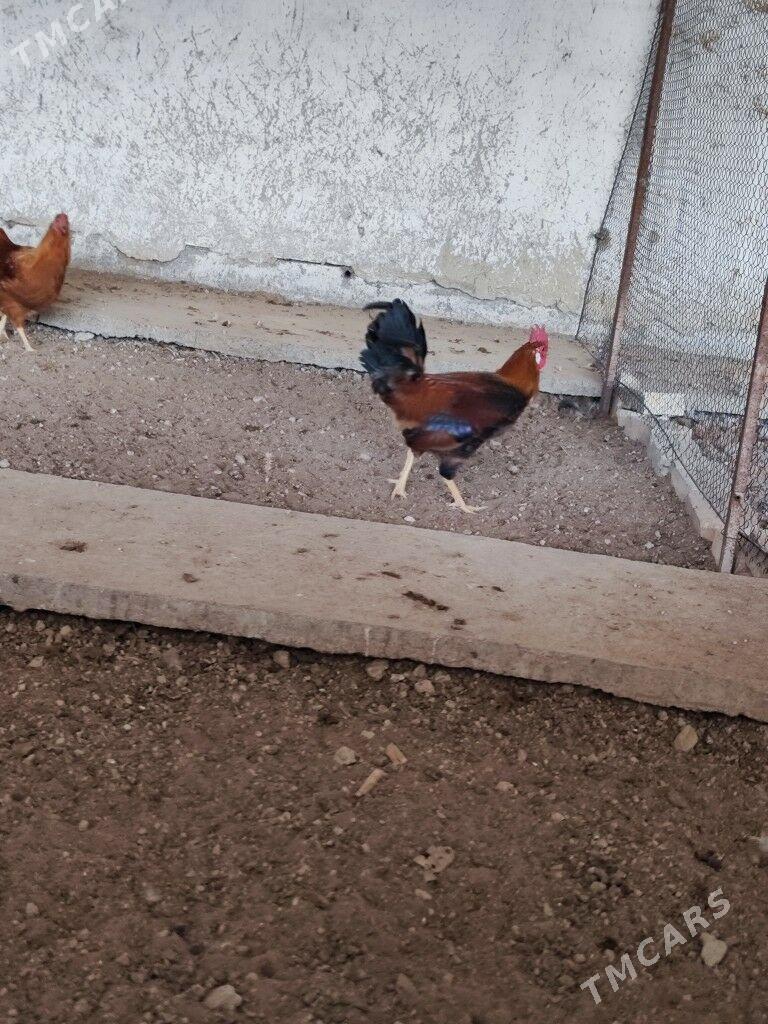 Horaz - Яшлык - img 5