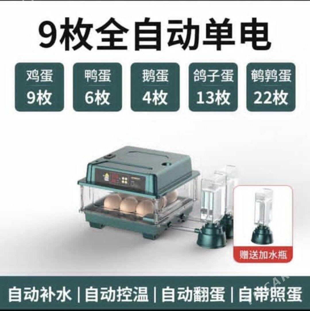 Inkubator - Aşgabat - img 6