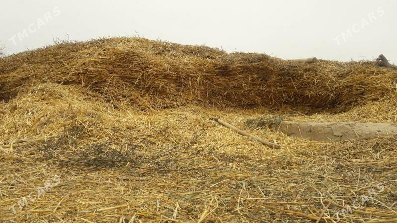 saman - Gubadag - img 3