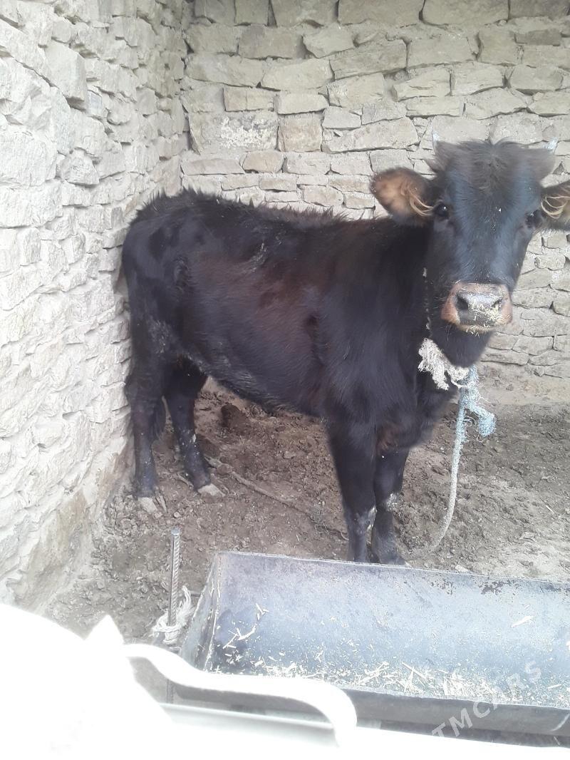 satlyk gunajin - Магданлы - img 3