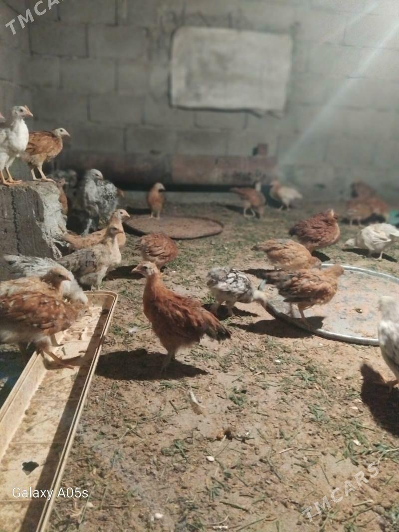 juyje - Гёкдепе - img 4