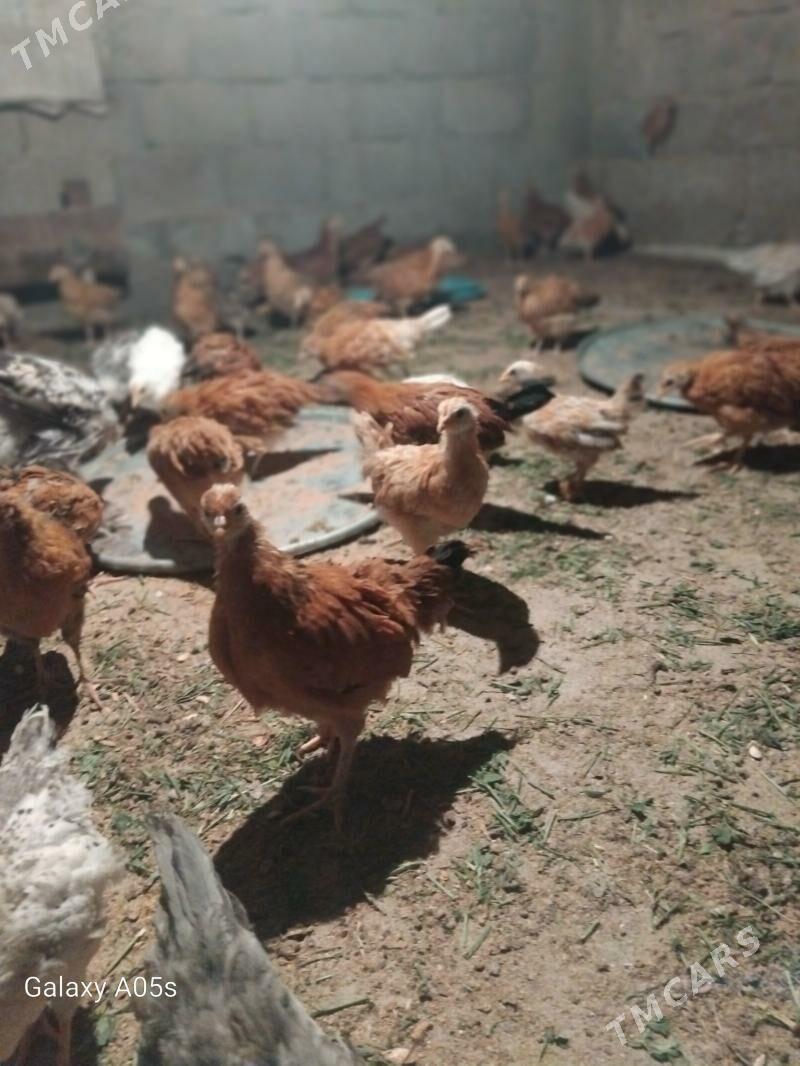 juyje - Гёкдепе - img 2