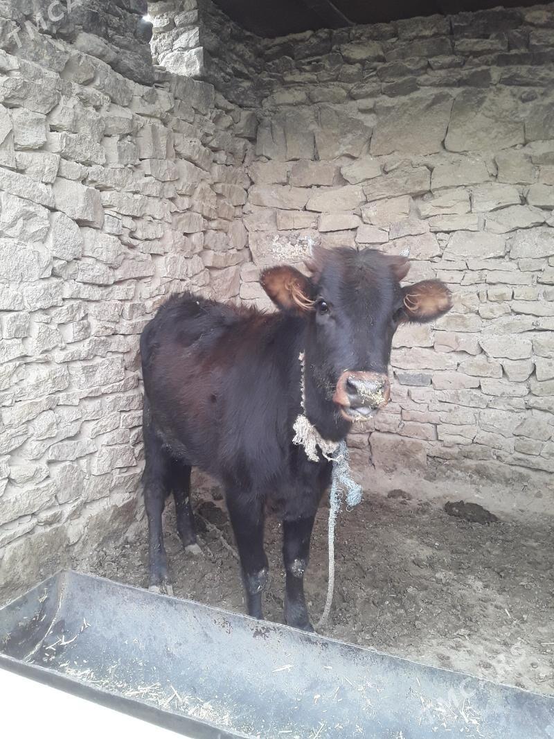 satlyk gunajin - Магданлы - img 4