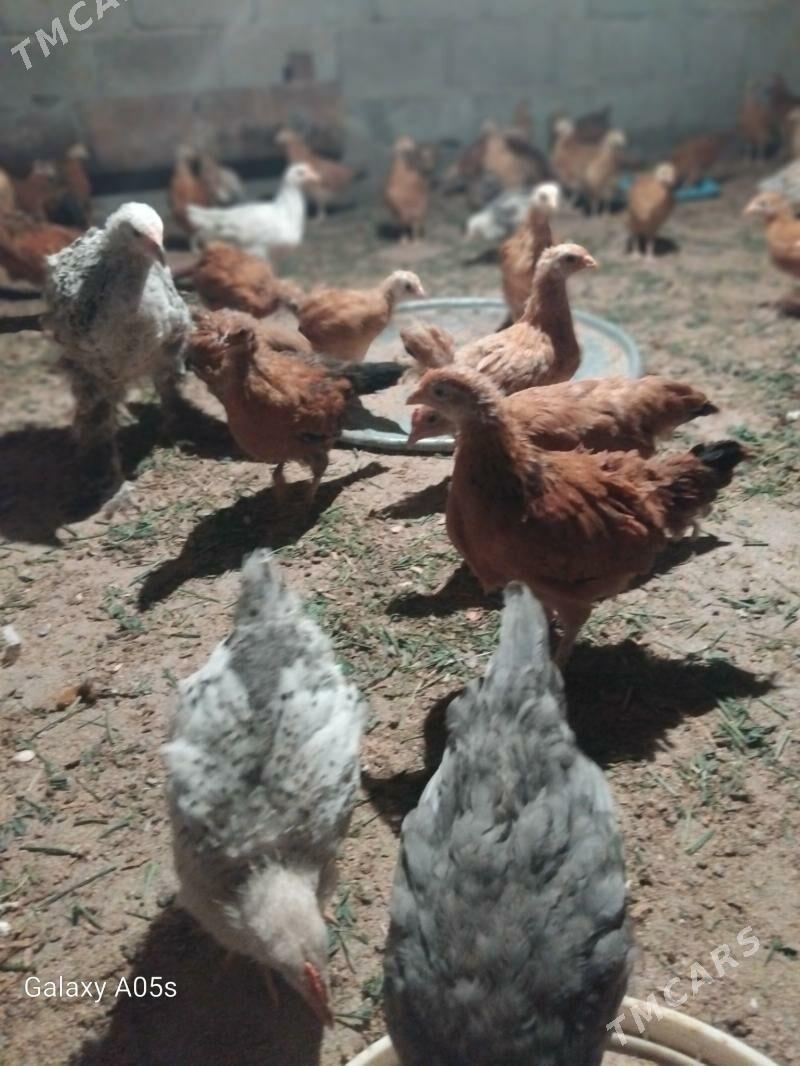 juyje - Гёкдепе - img 3