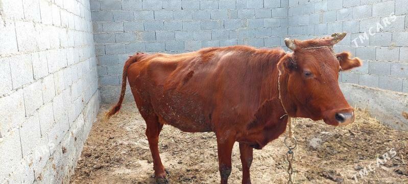 sygyr - Bäherden - img 2