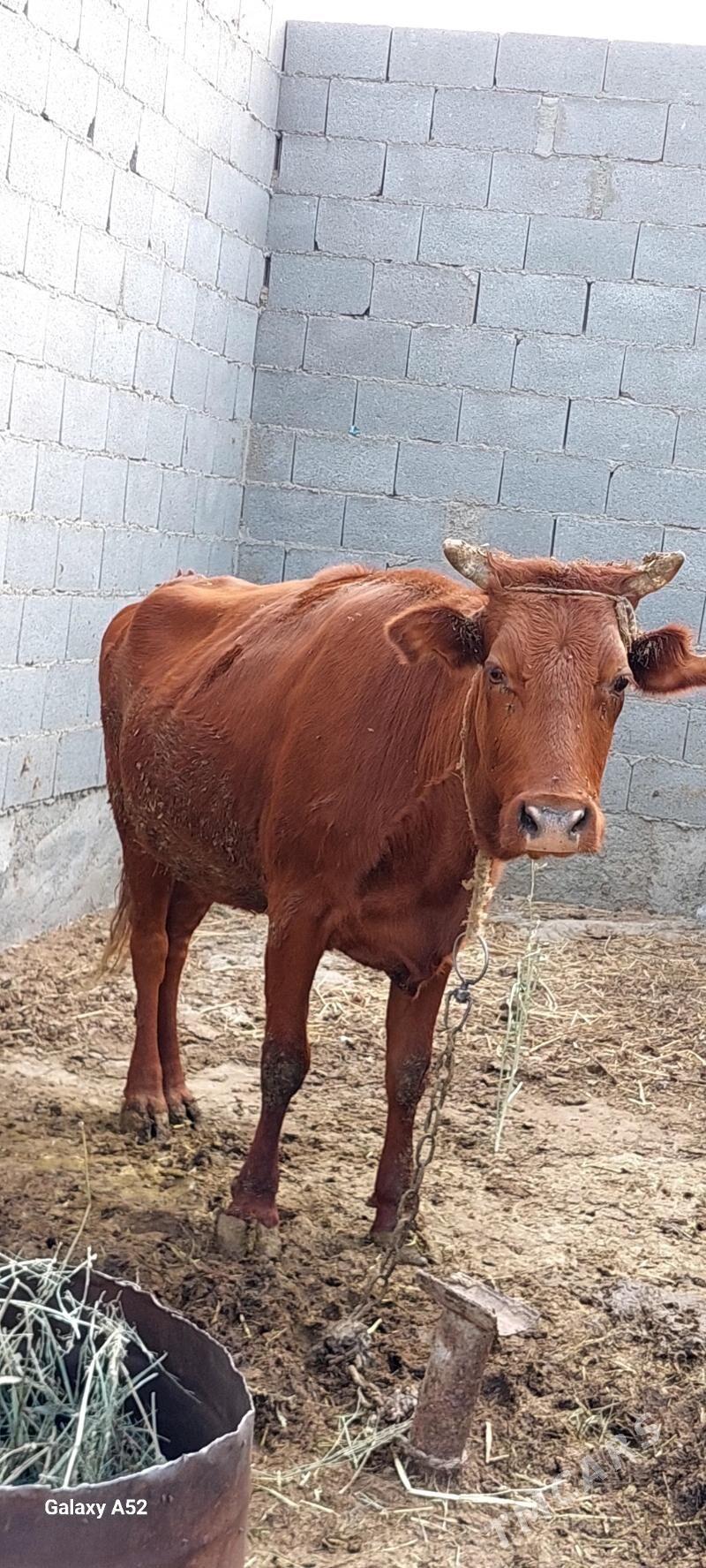 sygyr - Bäherden - img 3