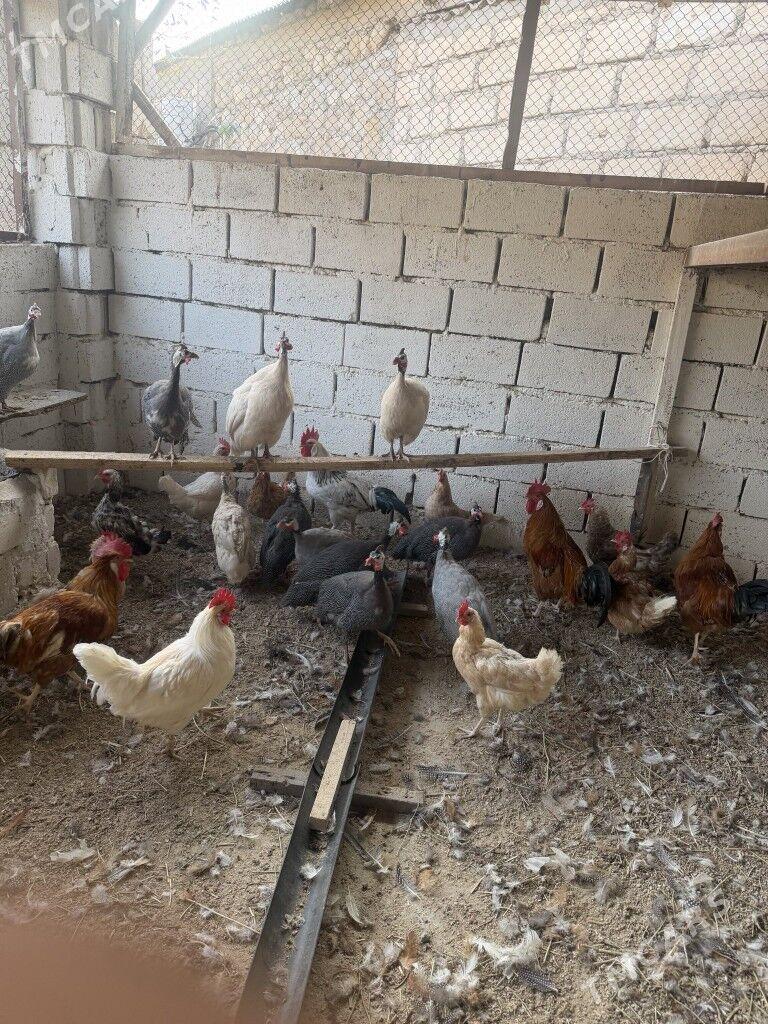 tawuk sizarka - Balkanabat - img 3