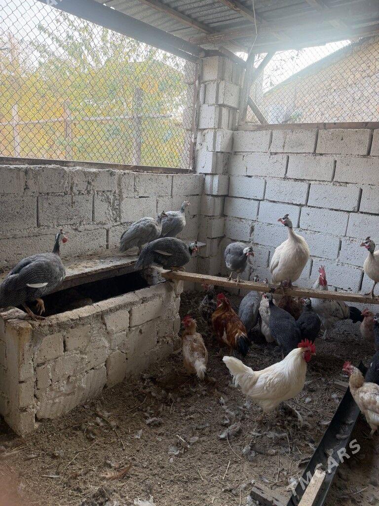 tawuk sizarka - Balkanabat - img 2