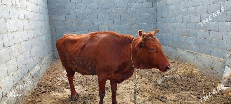 sygyr - Bäherden - img 4