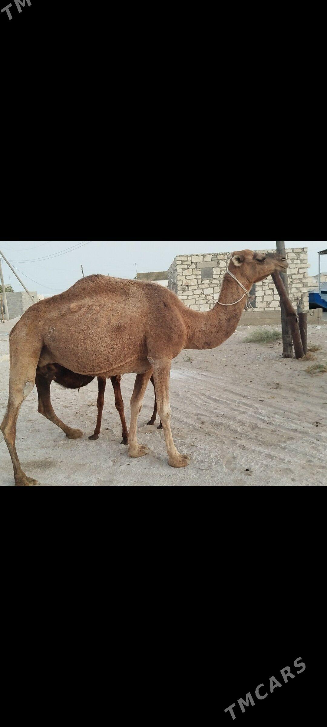 Satlyk Dûýe - Эсенгулы - img 2