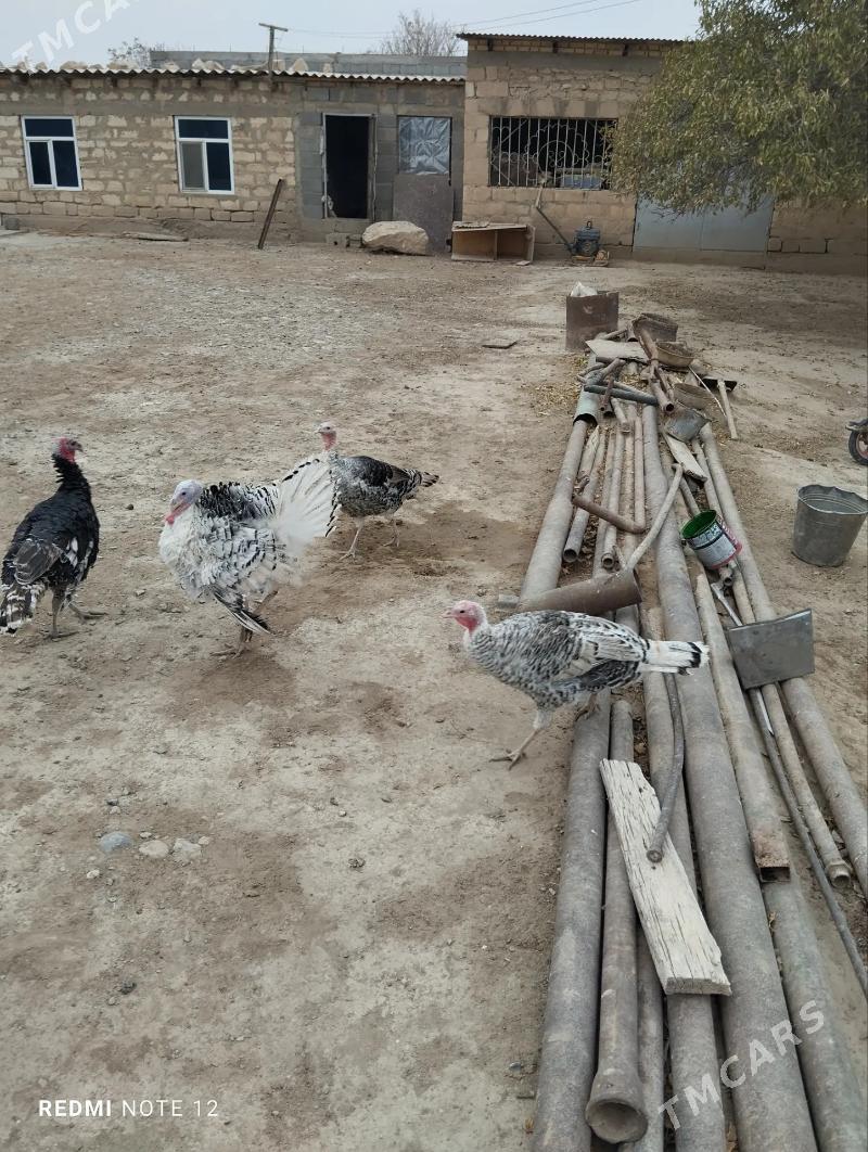 Indyuk - Gyzylarbat - img 2