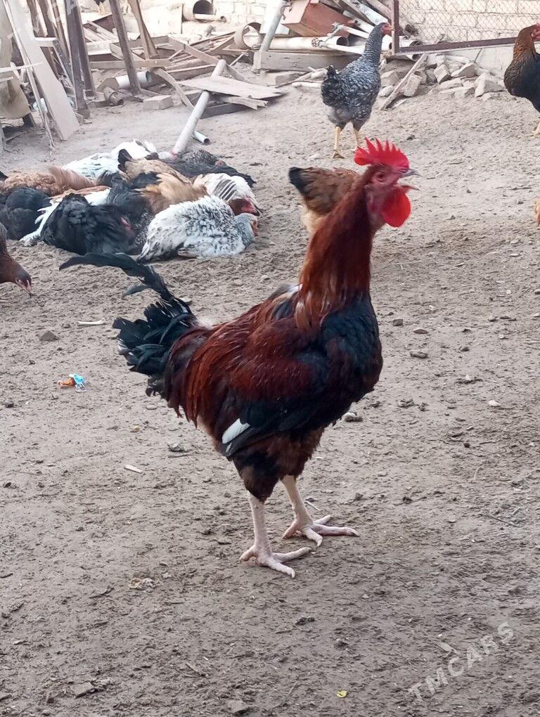 gigant towuk horaz - Туркменабат - img 4