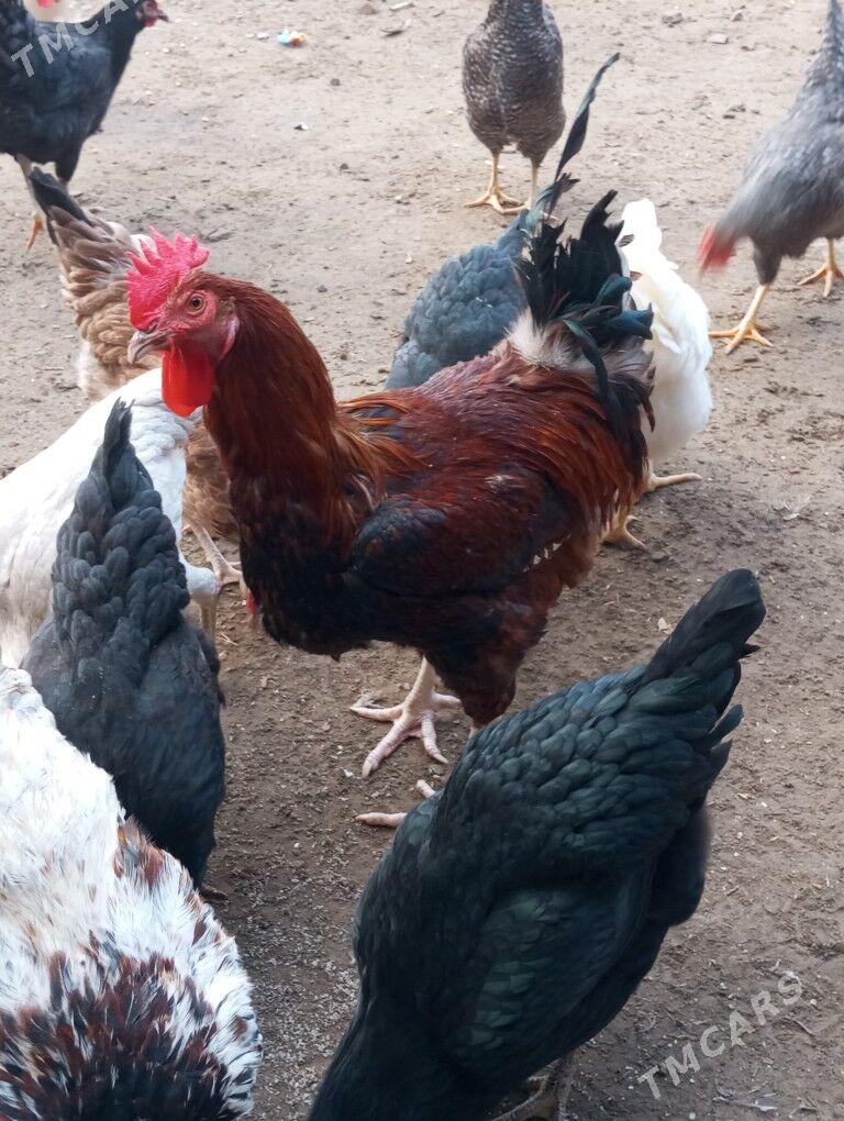 gigant towuk horaz - Туркменабат - img 9