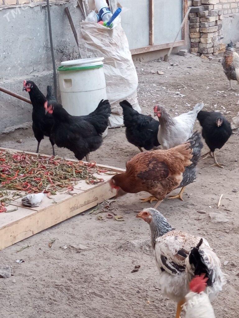 gigant towuk horaz - Туркменабат - img 3