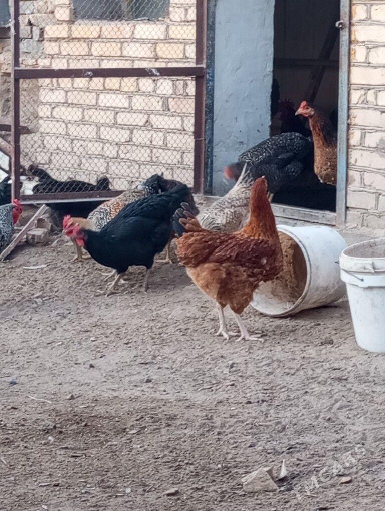 gigant towuk horaz - Туркменабат - img 5