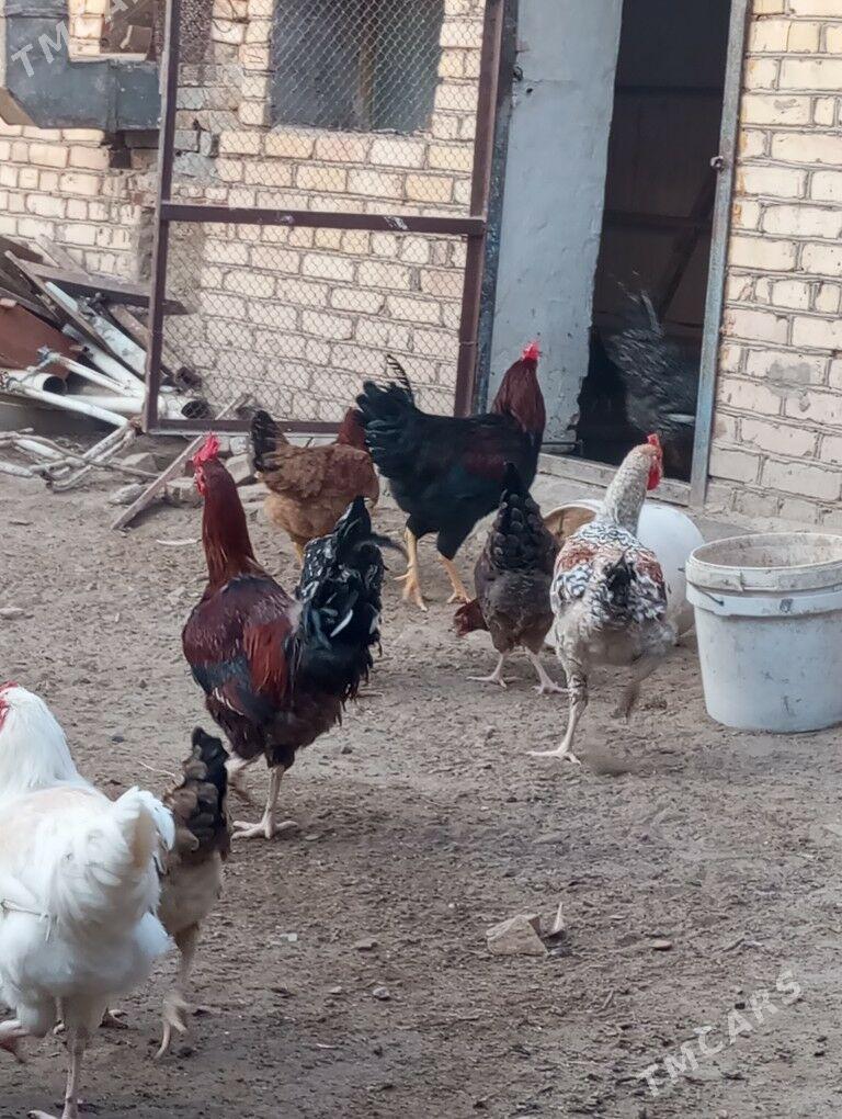 gigant towuk horaz - Туркменабат - img 6