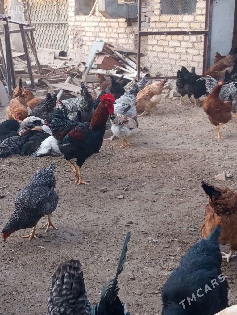 gigant towuk horaz - Туркменабат - img 7