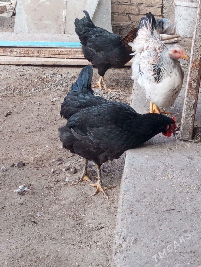 gigant towuk horaz - Туркменабат - img 8