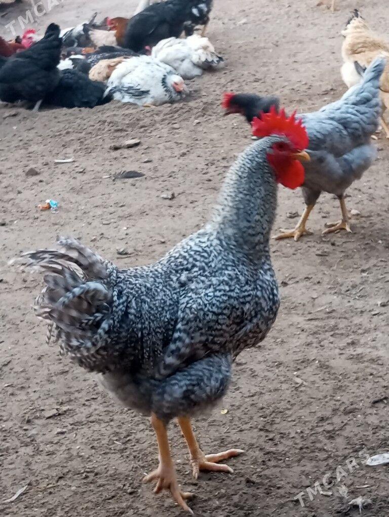 gigant towuk horaz - Туркменабат - img 2