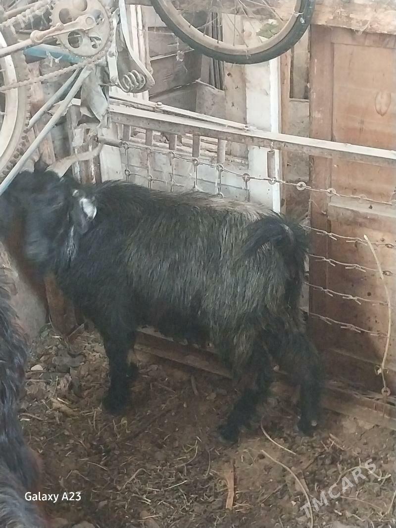 geci,cewis - Köşi - img 3