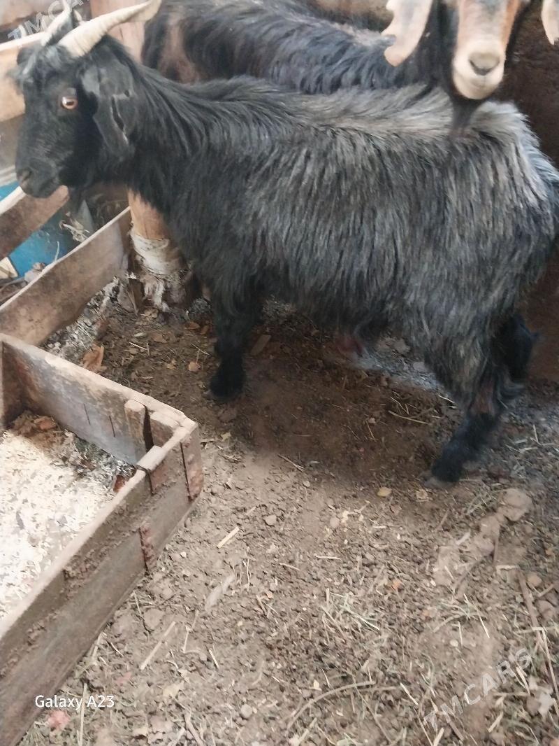 geci,cewis - Köşi - img 2