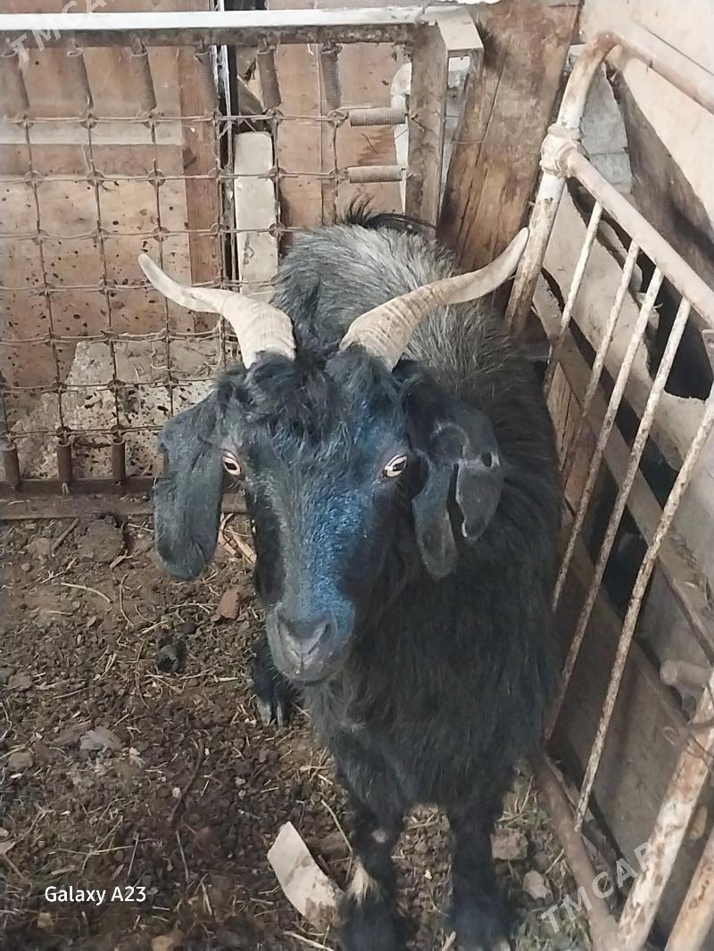 geci,cewis - Köşi - img 5