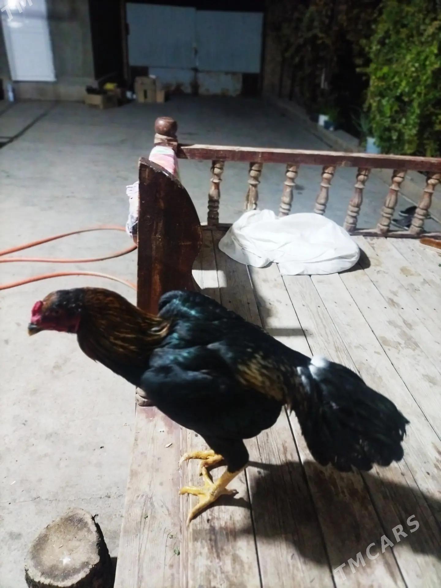 BAYES - Türkmenabat - img 5