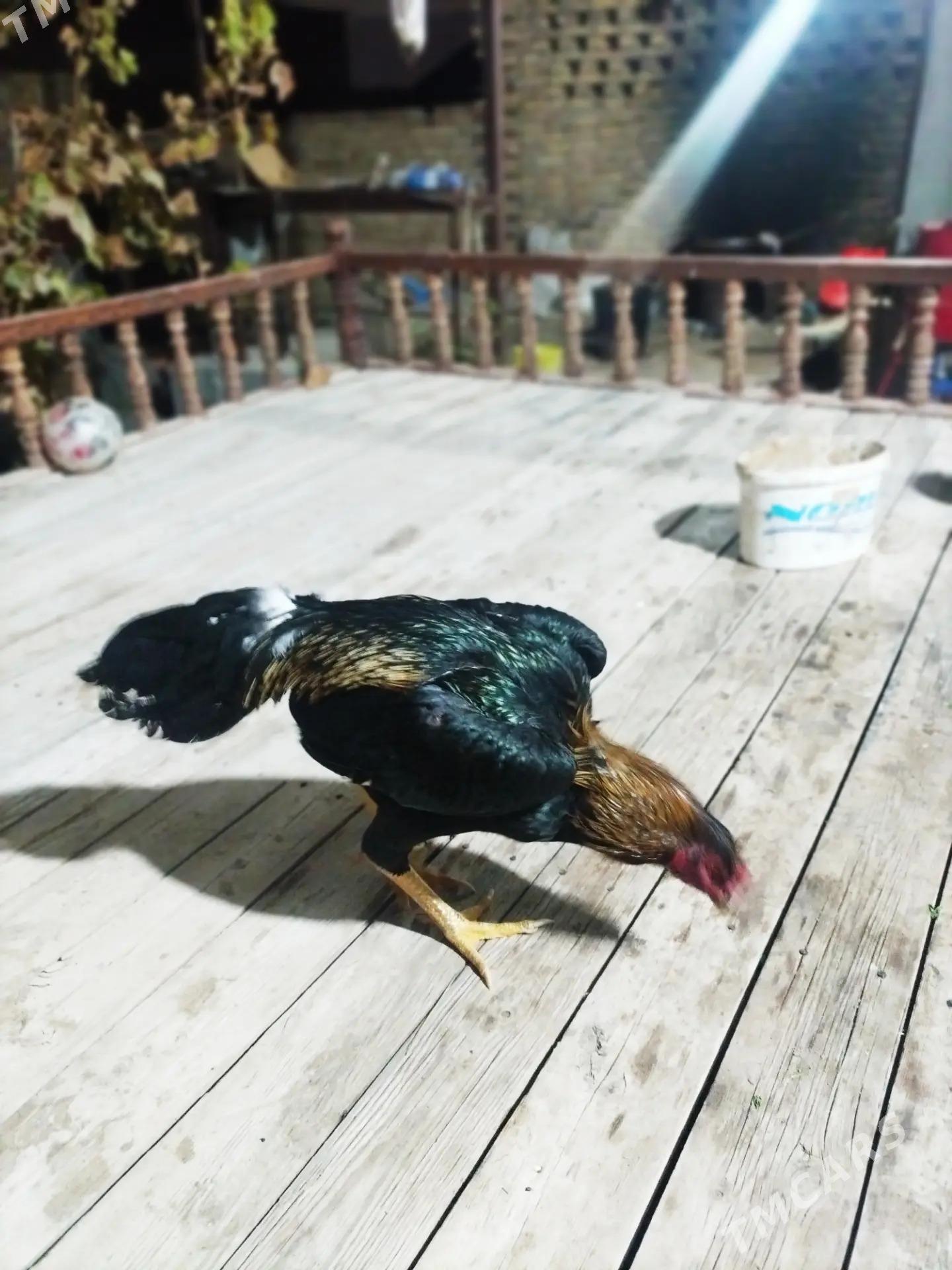 BAYES - Türkmenabat - img 4