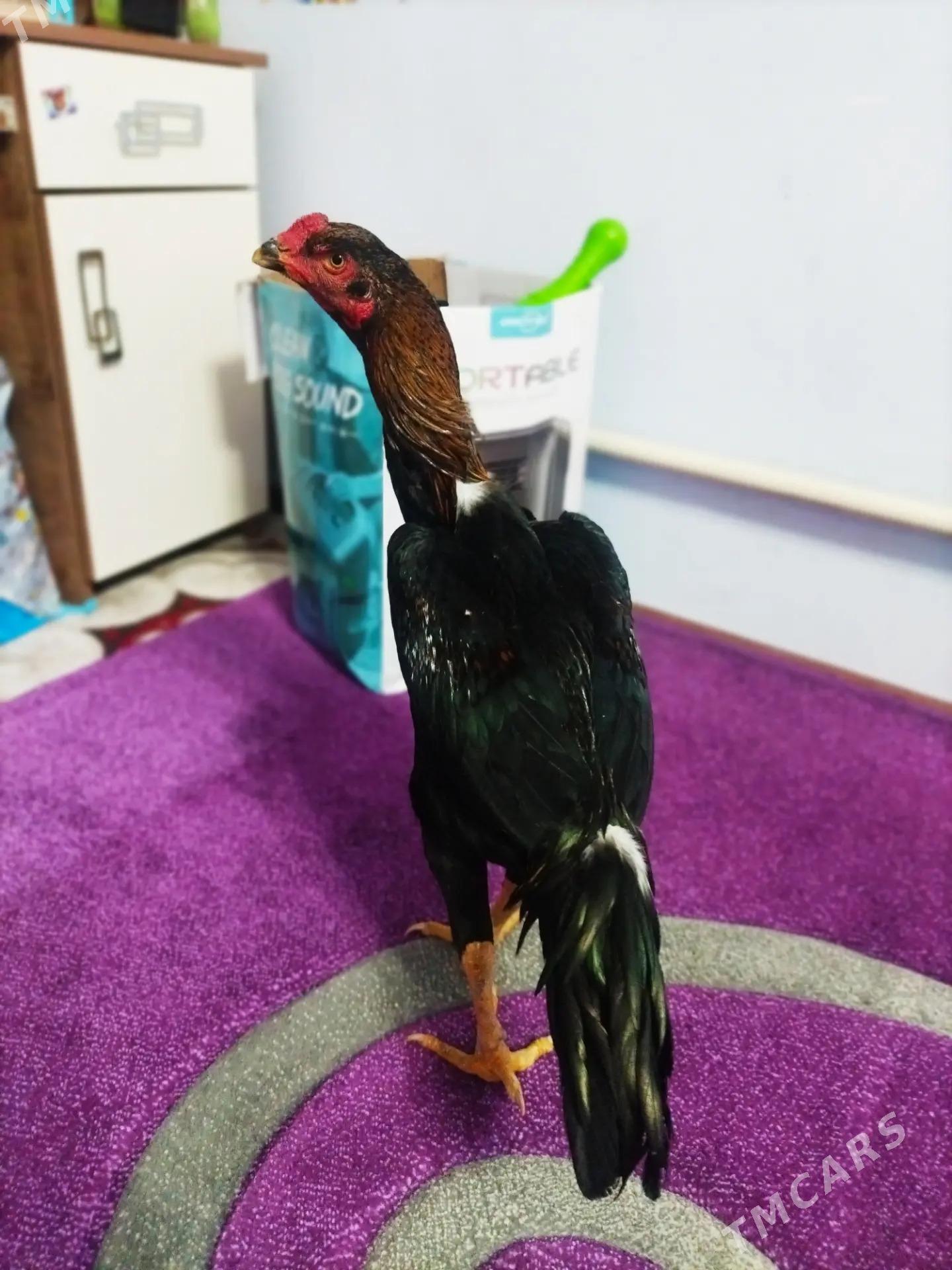 BAYES - Türkmenabat - img 6