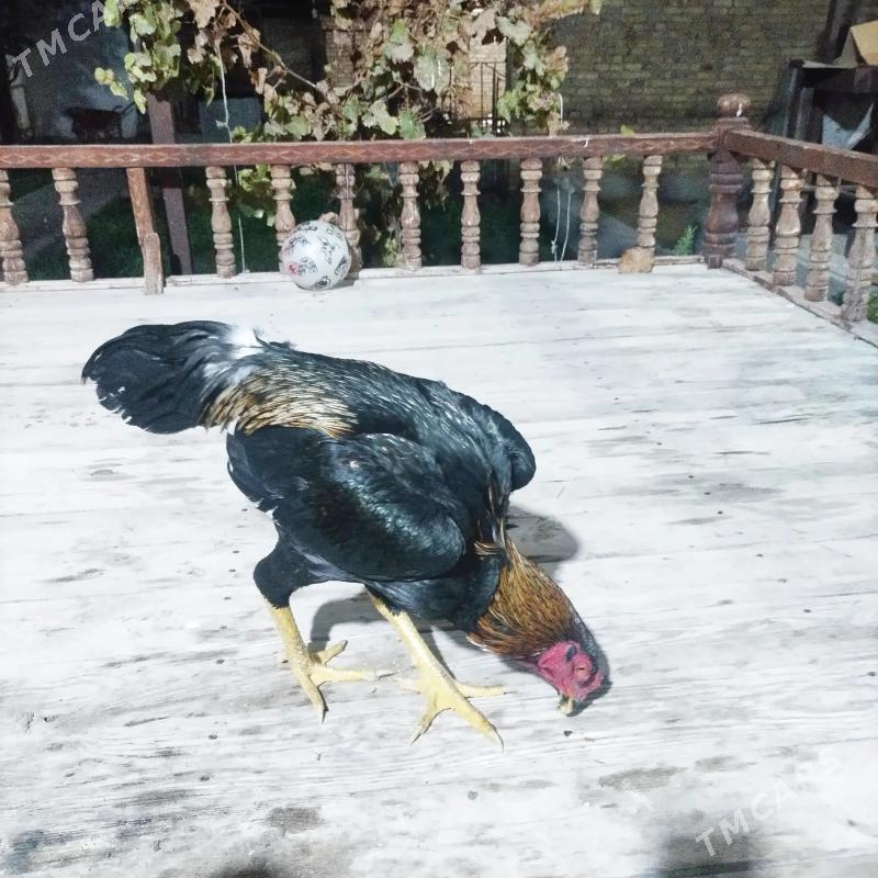 BAYES - Türkmenabat - img 2