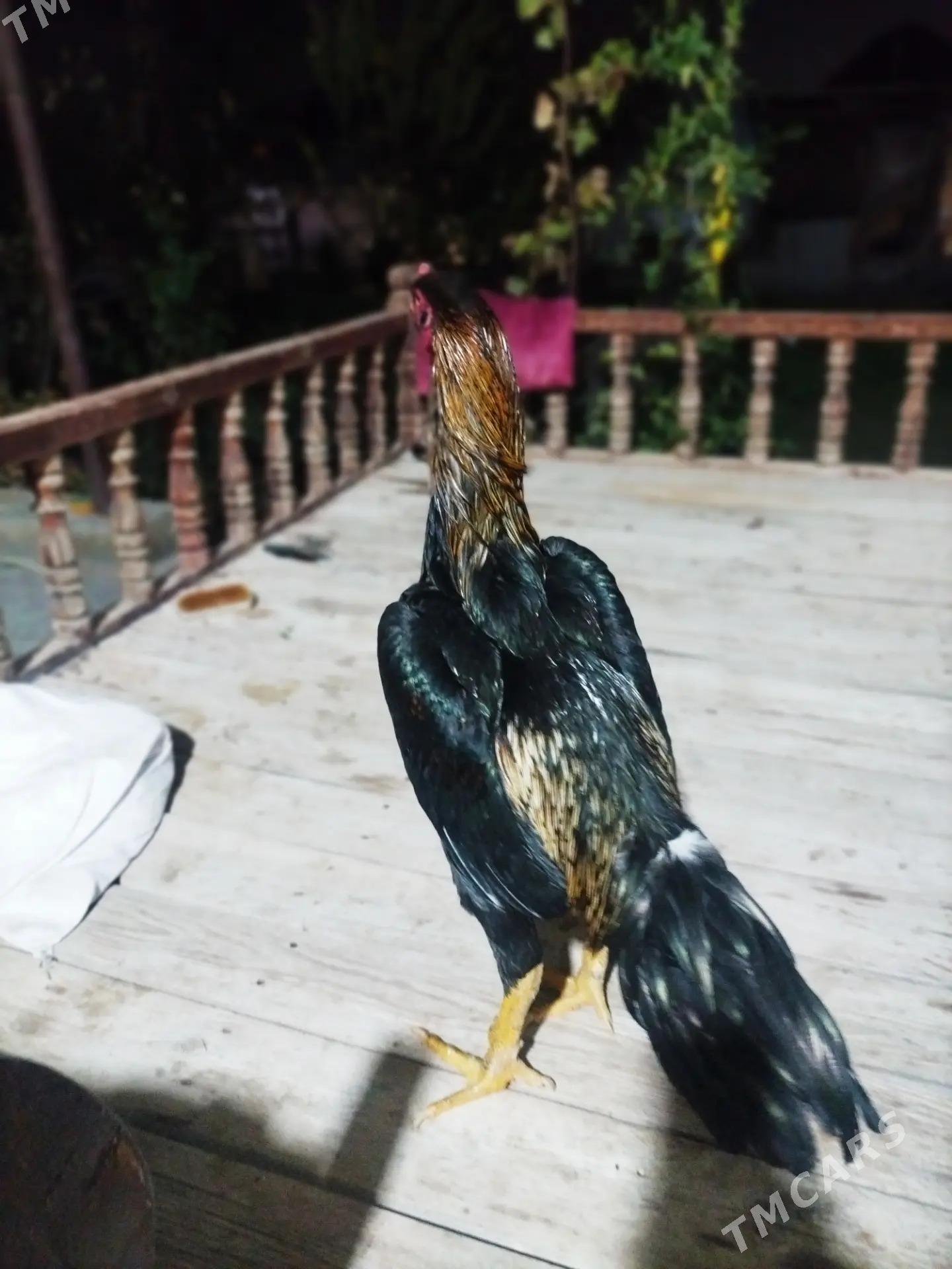 BAYES - Türkmenabat - img 3