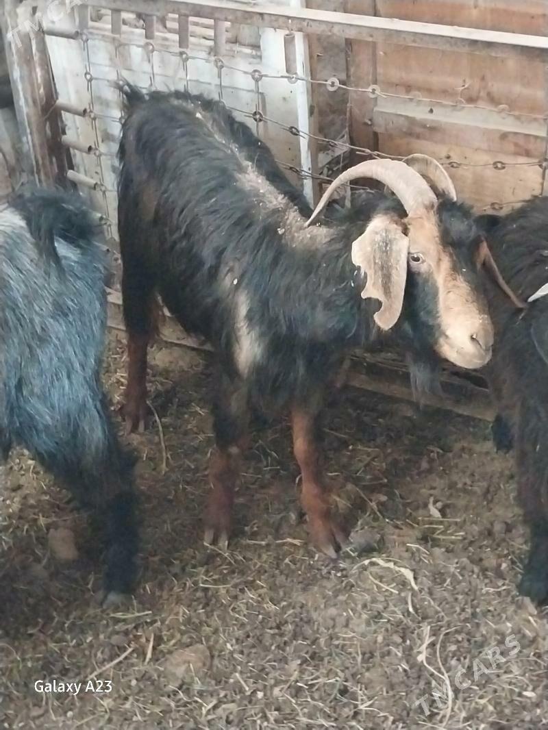 gysyr geciler - Köşi - img 6