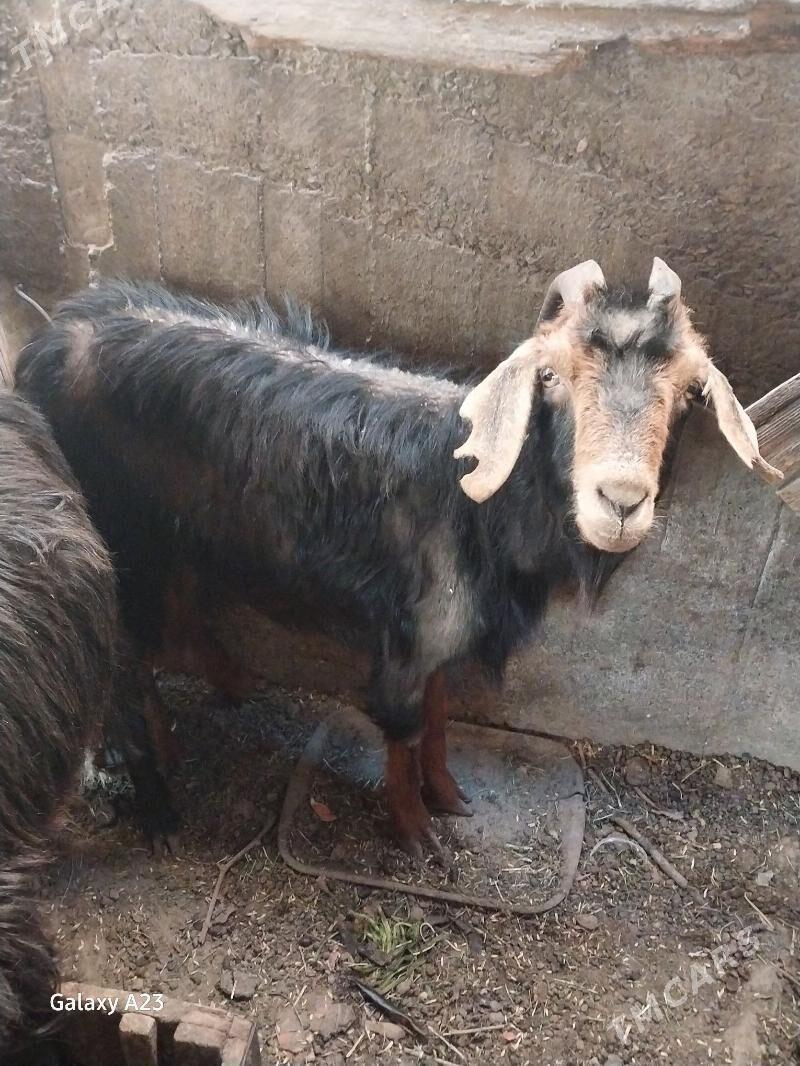 gysyr geciler - Köşi - img 4