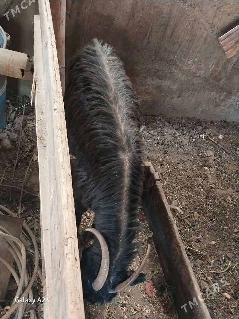 gysyr geciler - Köşi - img 8