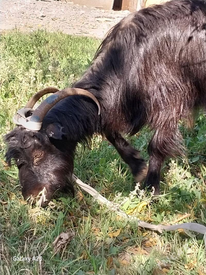 gysyr geciler - Köşi - img 1