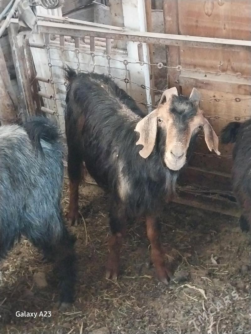 gysyr geciler - Köşi - img 5