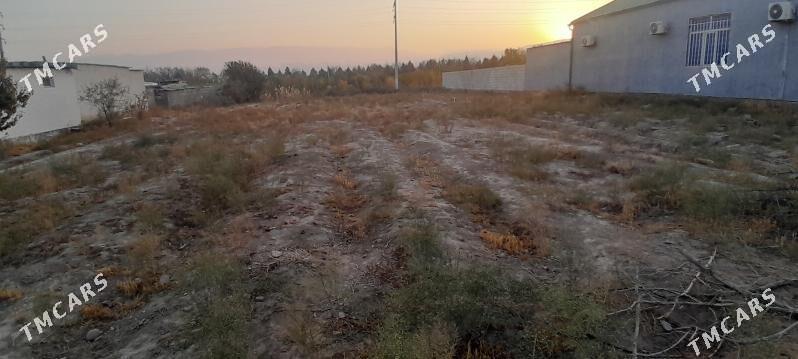 Boş melllek ýer - Херрикгала - img 2