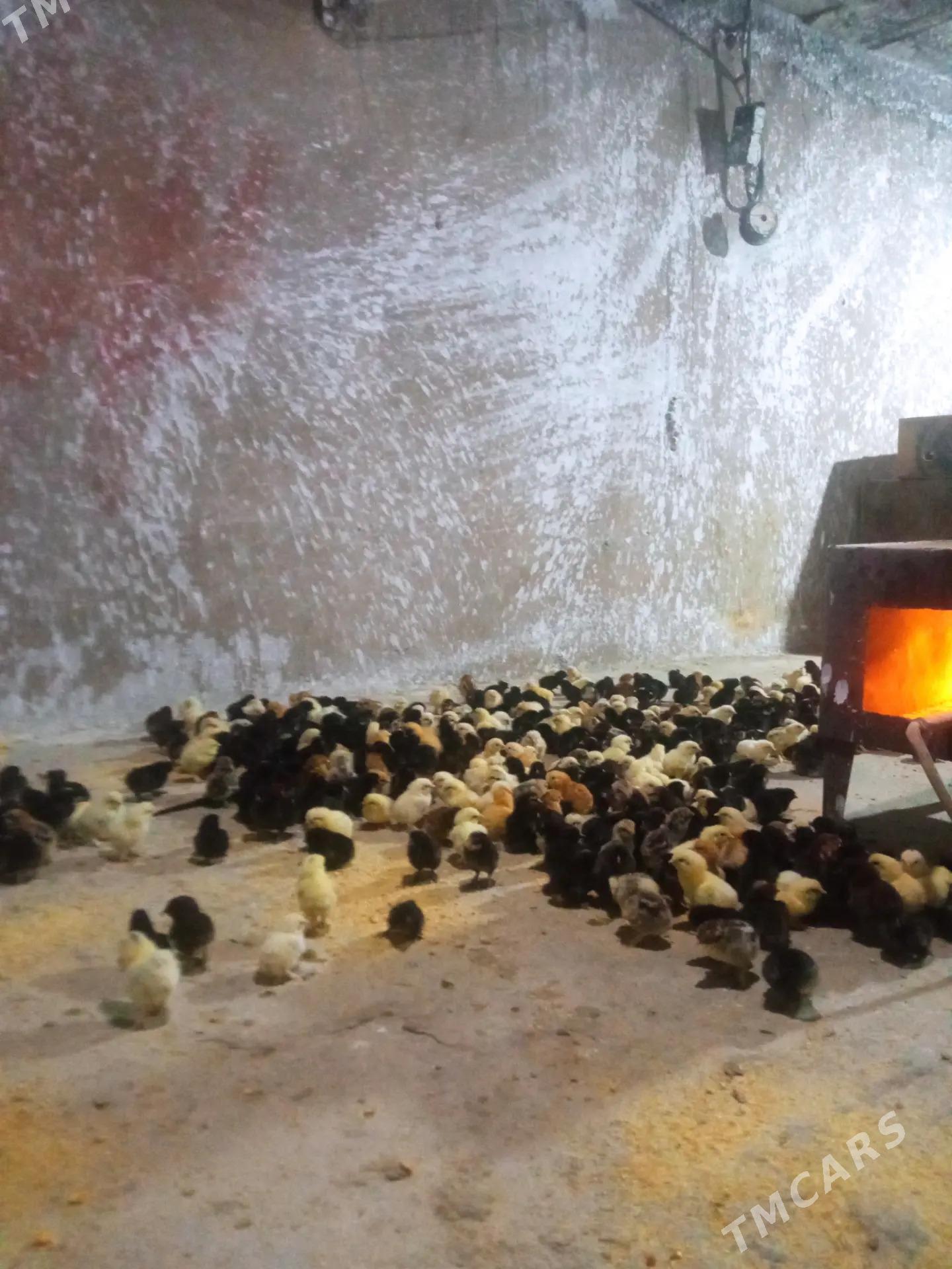 balgar juyje - Гёкдепе - img 2