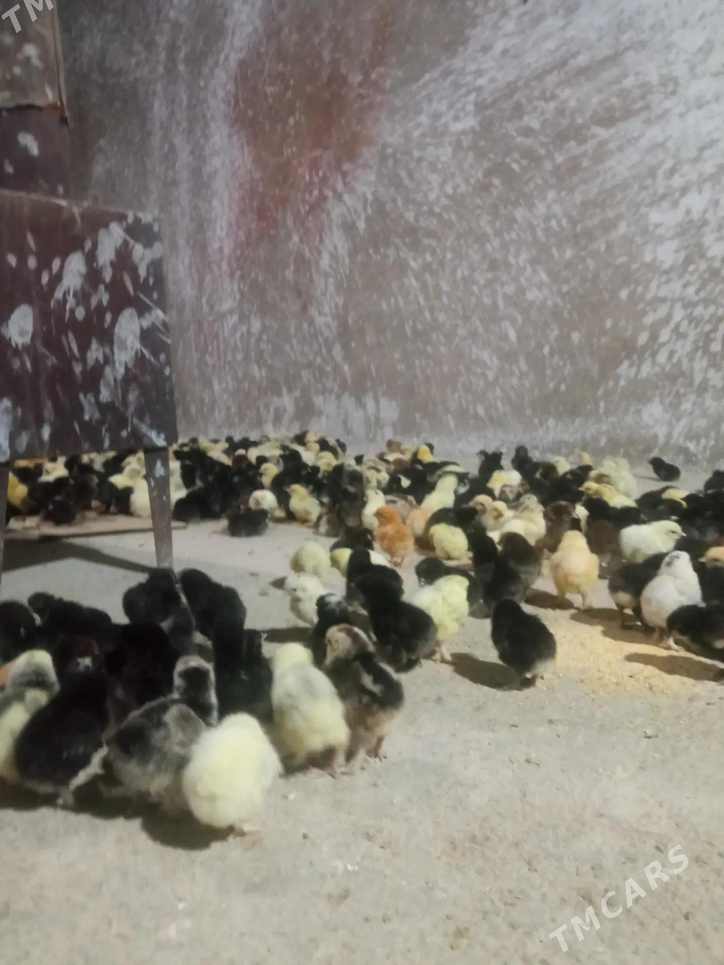 balgar juyje - Гёкдепе - img 1