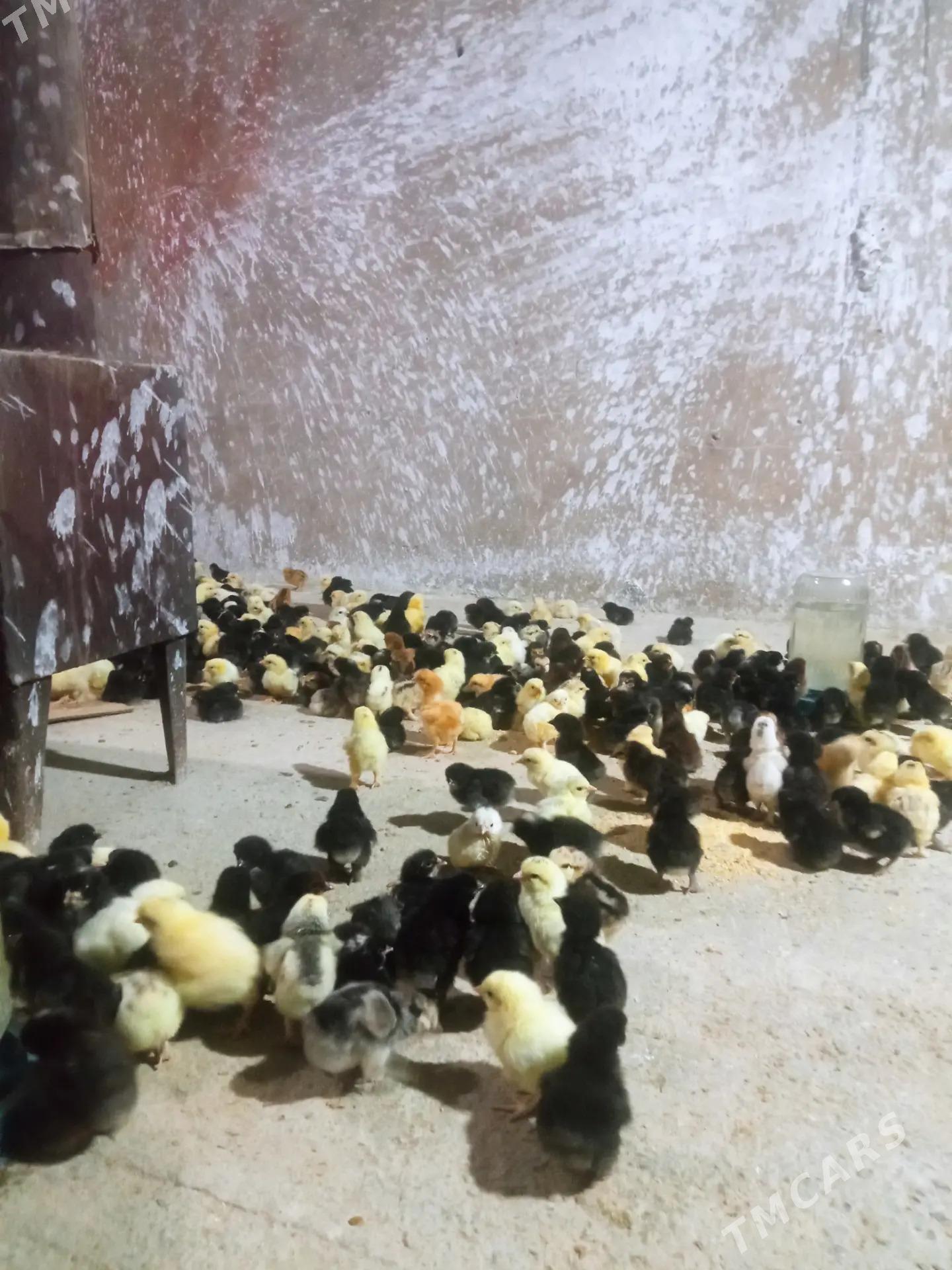 balgar juyje - Гёкдепе - img 3