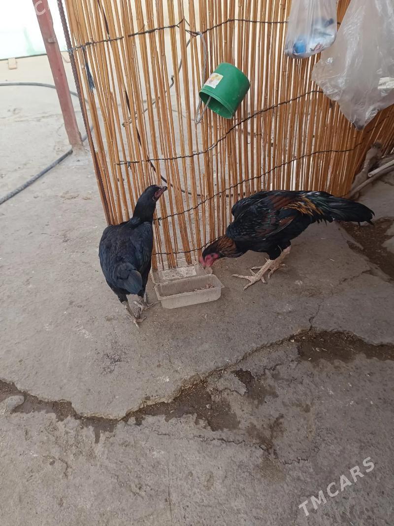 taskent horaz - Köşi - img 2