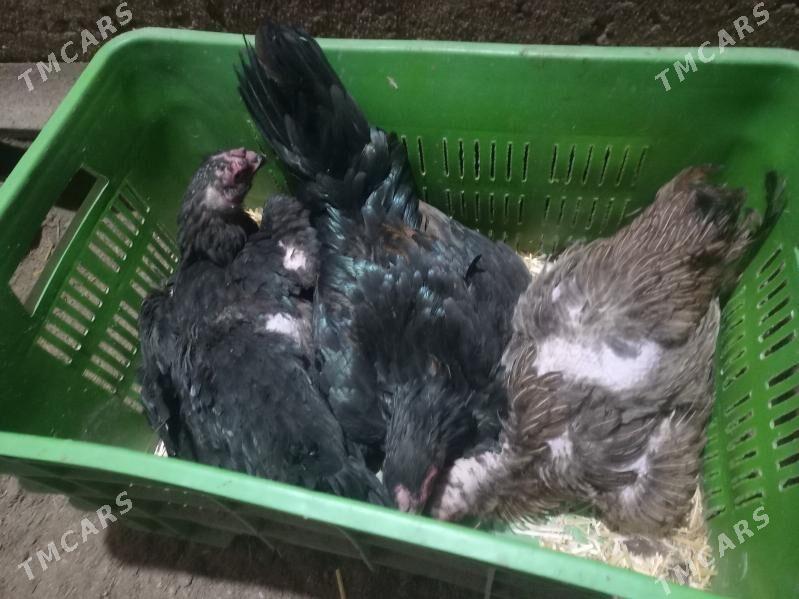 baÿsow kürk towuk - Çärjew - img 2