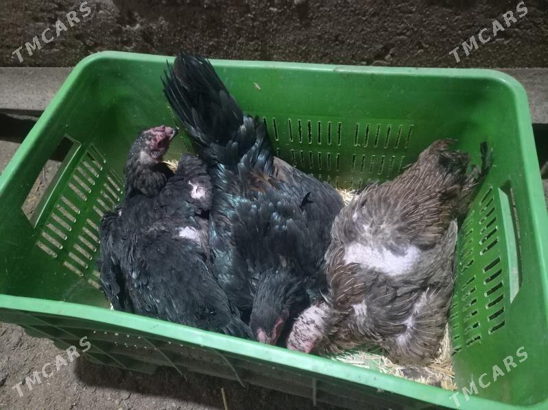 baÿsow kürk towuk - Çärjew - img 1