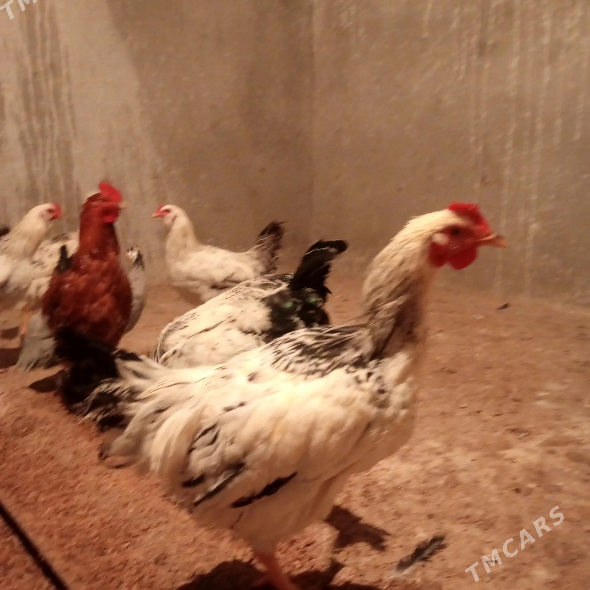 Horazlar - Гёкдепе - img 2