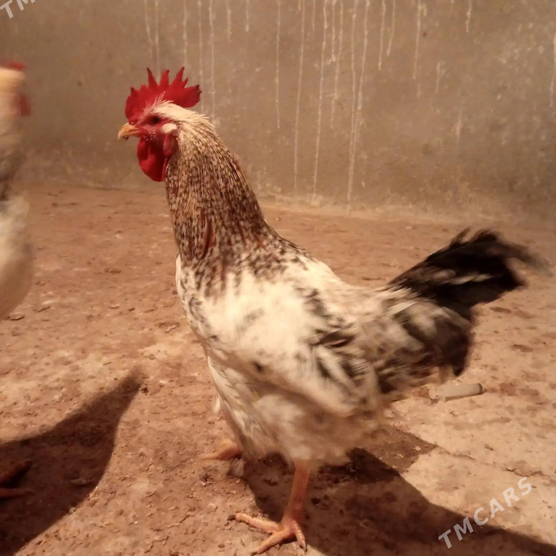 Horazlar - Гёкдепе - img 1