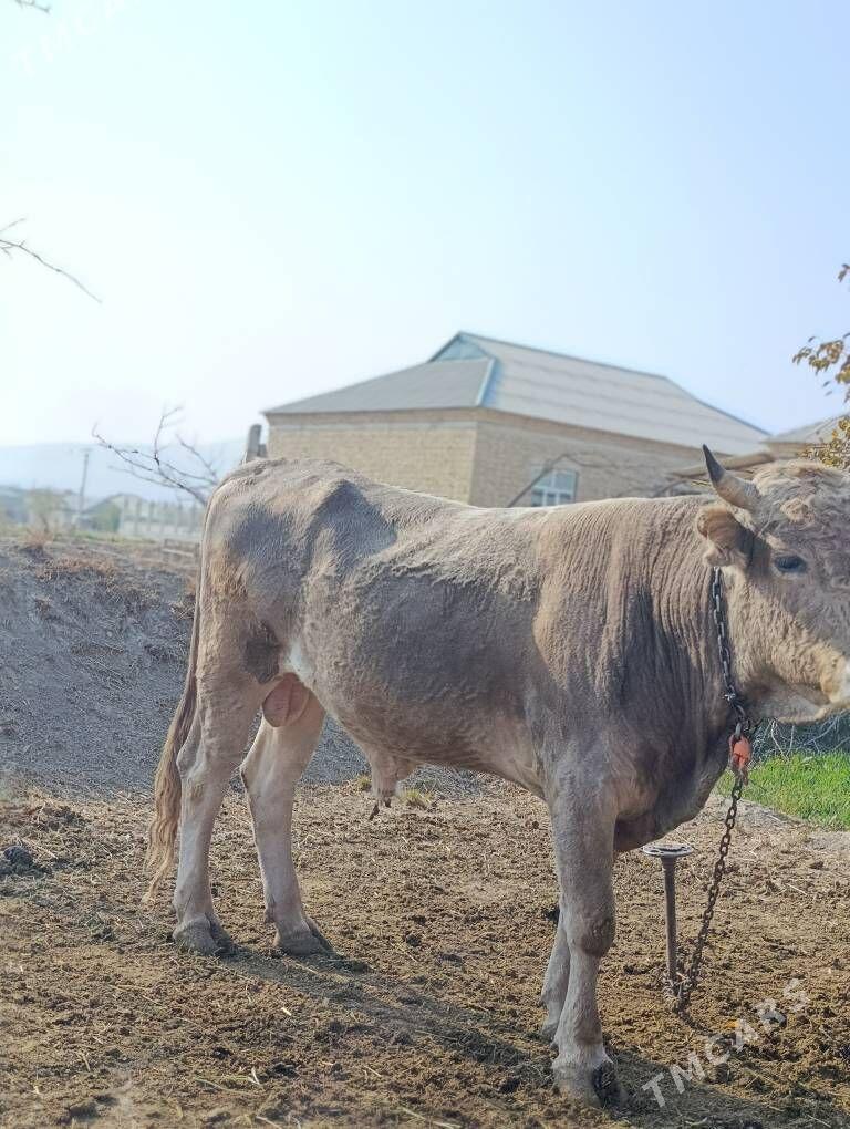 Tohum okuz - Gökdepe - img 3