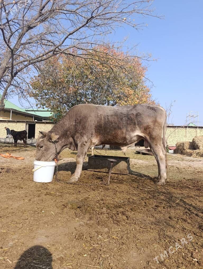 Tohum okuz - Gökdepe - img 6