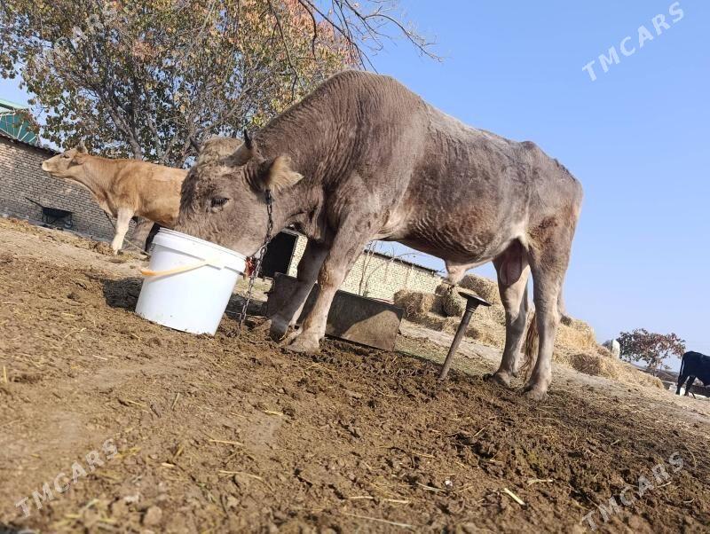 Tohum okuz - Gökdepe - img 4