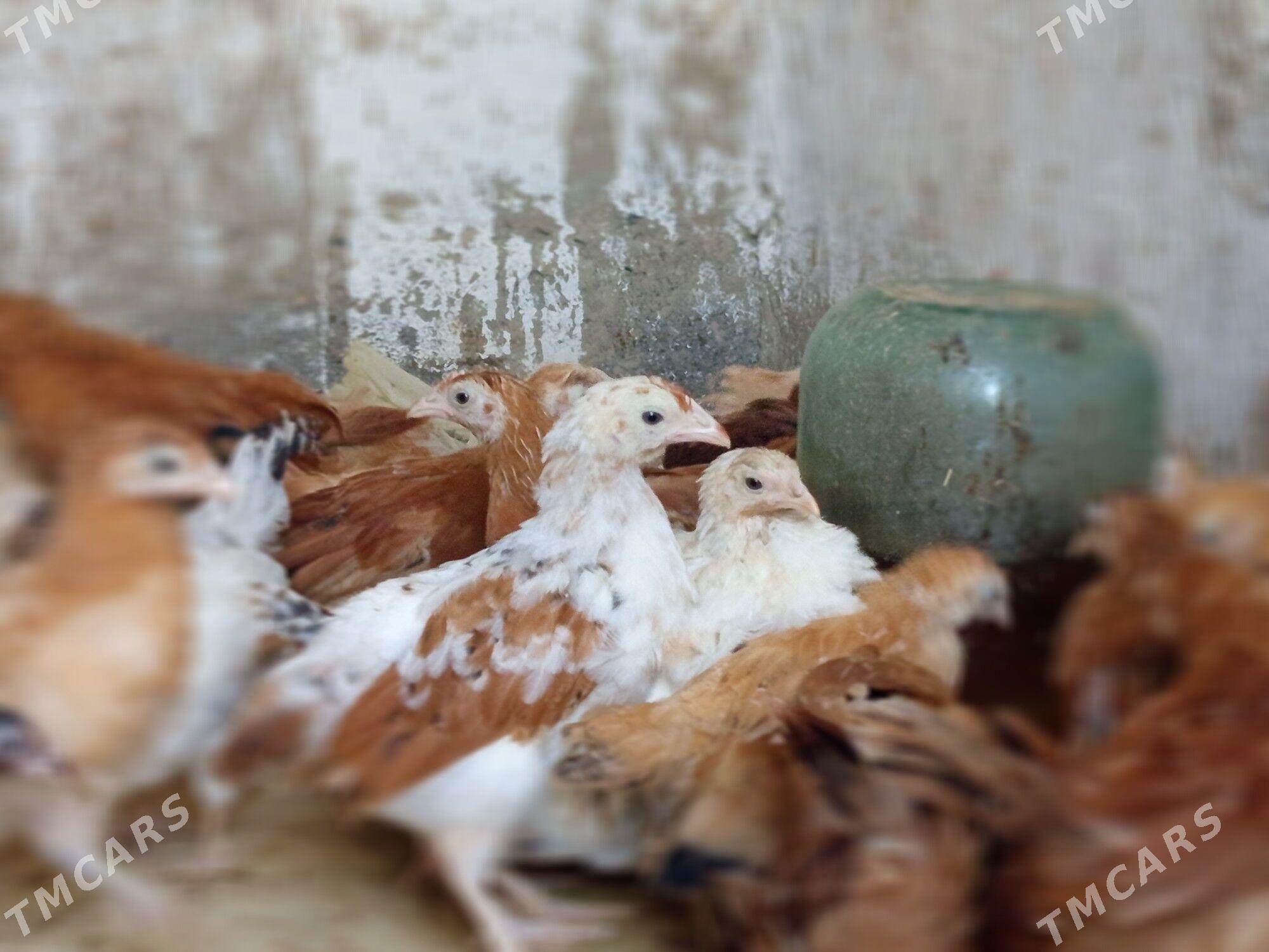 jüýje - Бахарден - img 4